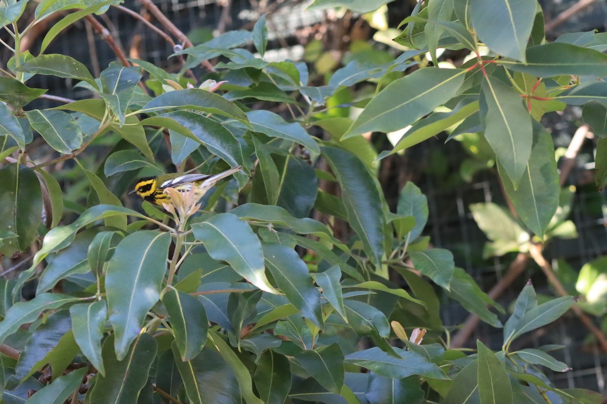 Townsend's Warbler - ML629934083