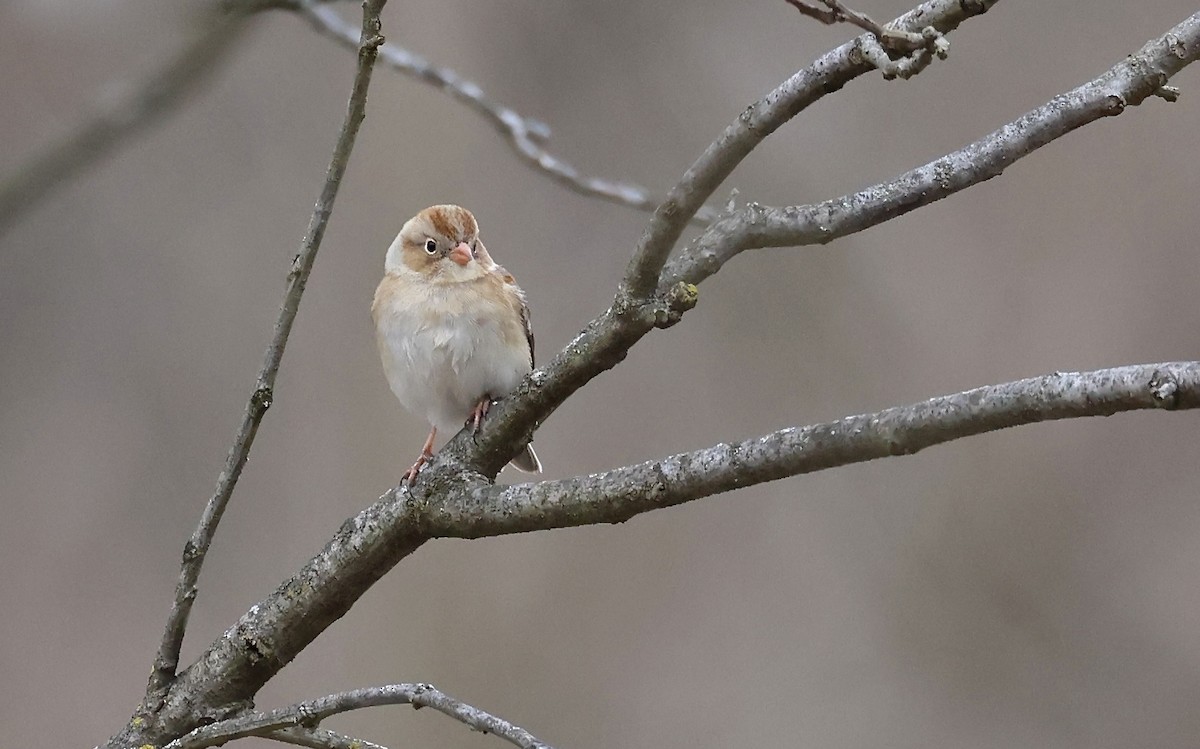 Field Sparrow - ML629934087