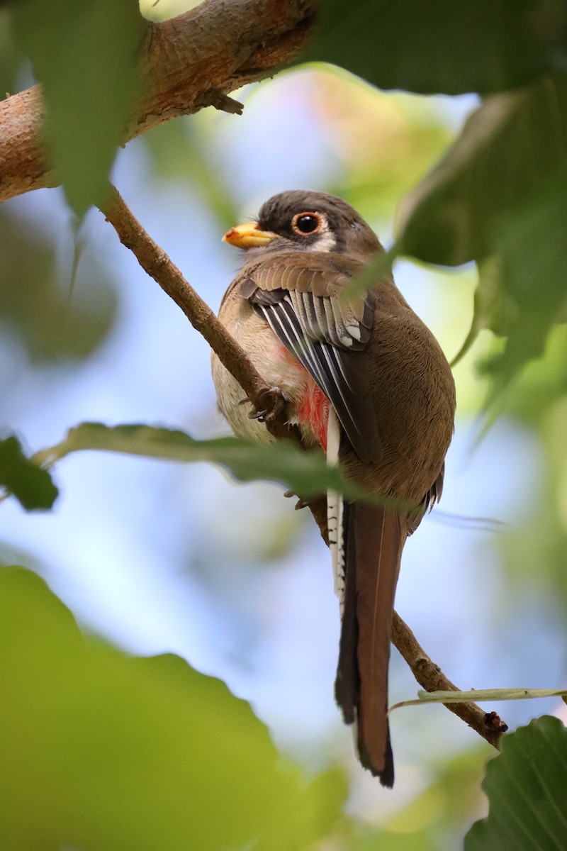 Elegant Trogon - ML629934090