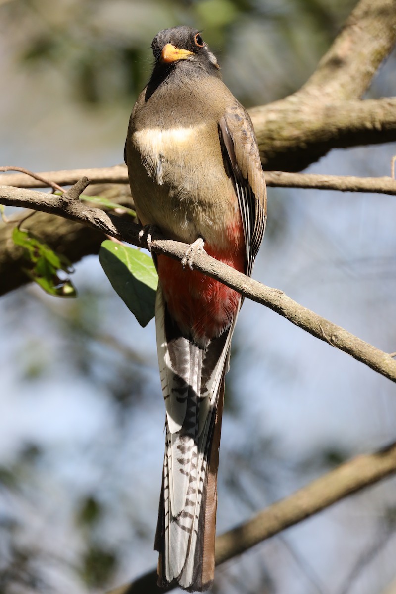 Elegant Trogon - ML629934106
