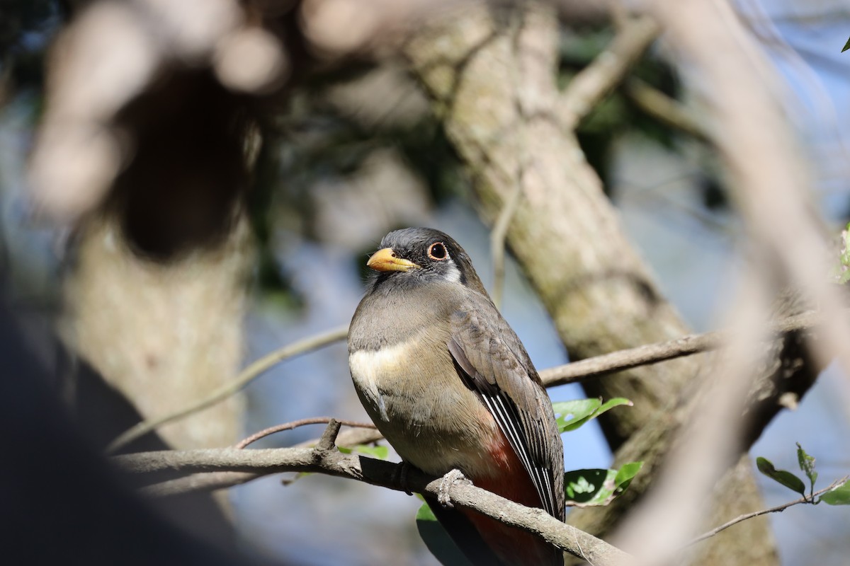 Elegant Trogon - ML629934111