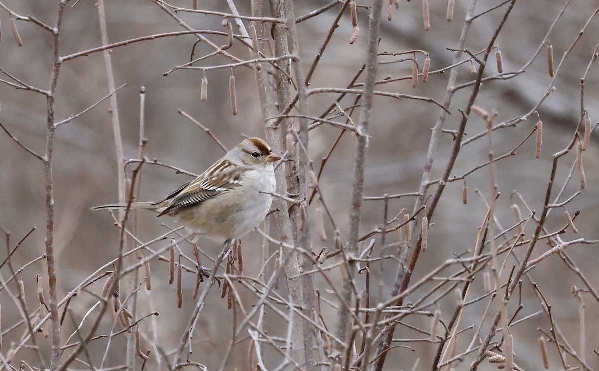 White-crowned Sparrow - ML629934121