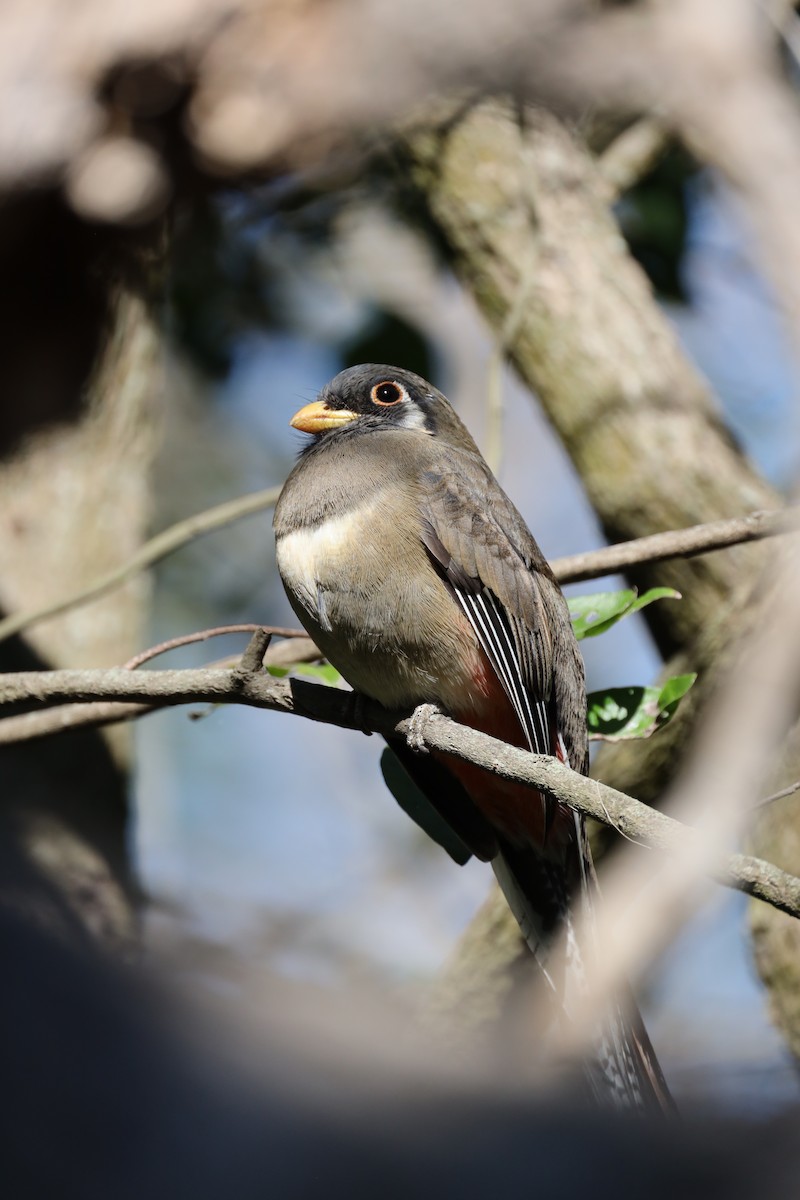 Elegant Trogon - ML629934125