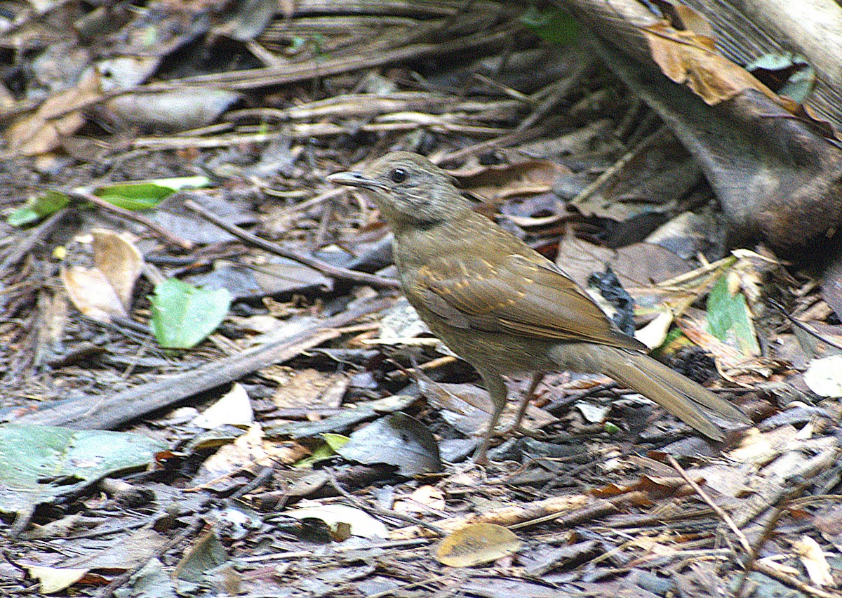 Fahlbrustdrossel - ML629934149