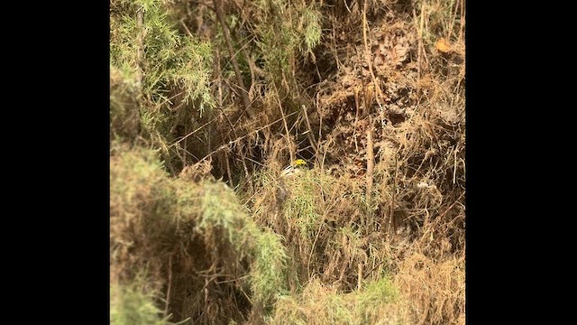 Black-throated Green Warbler - ML629934159