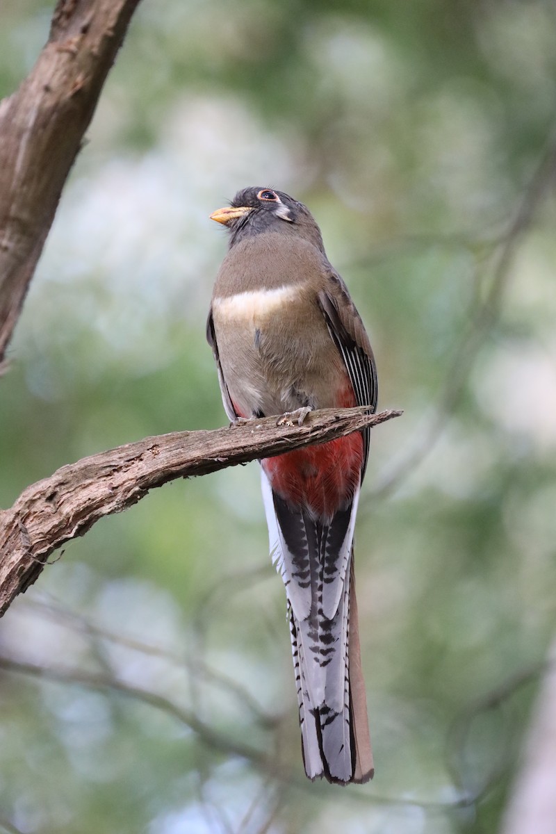 Elegant Trogon - ML629934163