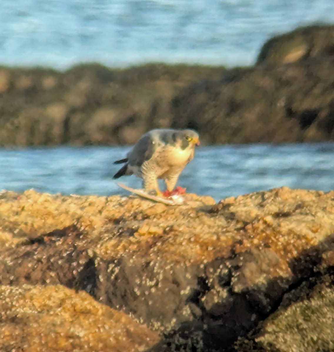 Peregrine Falcon - ML629934369