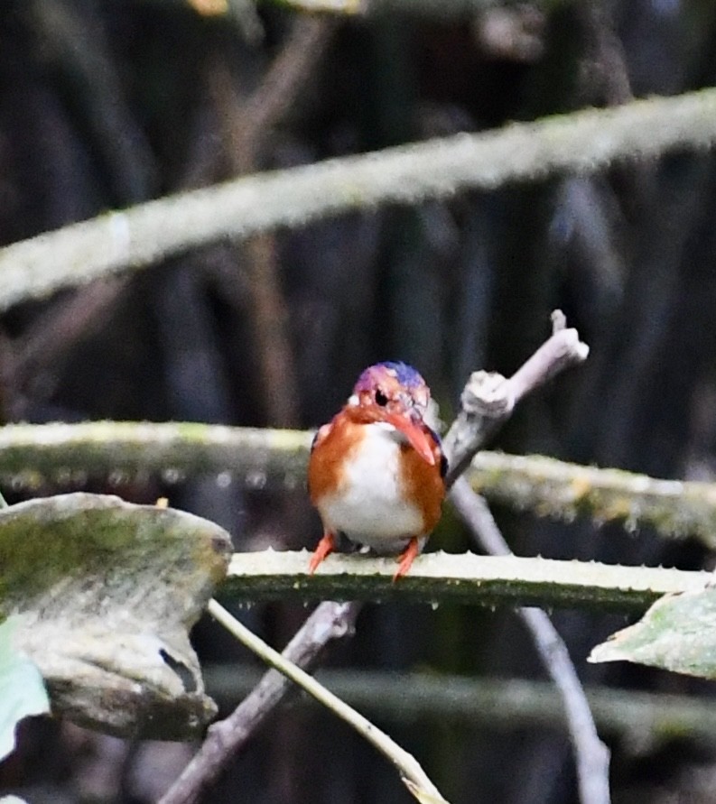 White-bellied Kingfisher - ML629934392