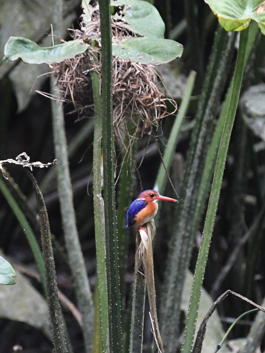 White-bellied Kingfisher - ML629934393