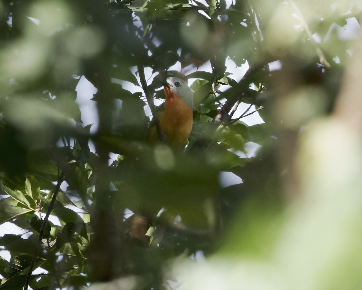 Fiery-breasted Bushshrike - ML629934460
