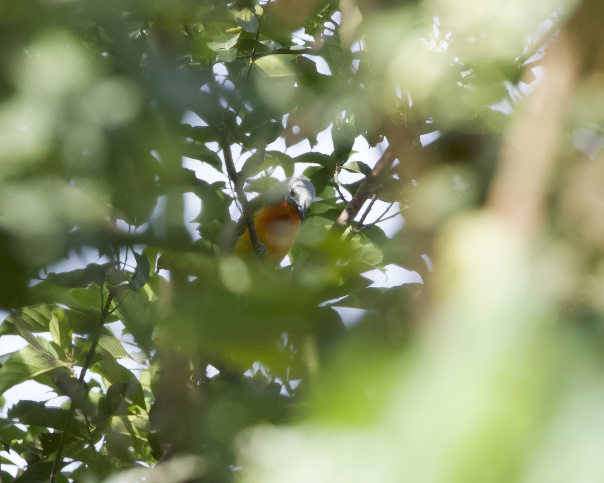 Fiery-breasted Bushshrike - ML629934461