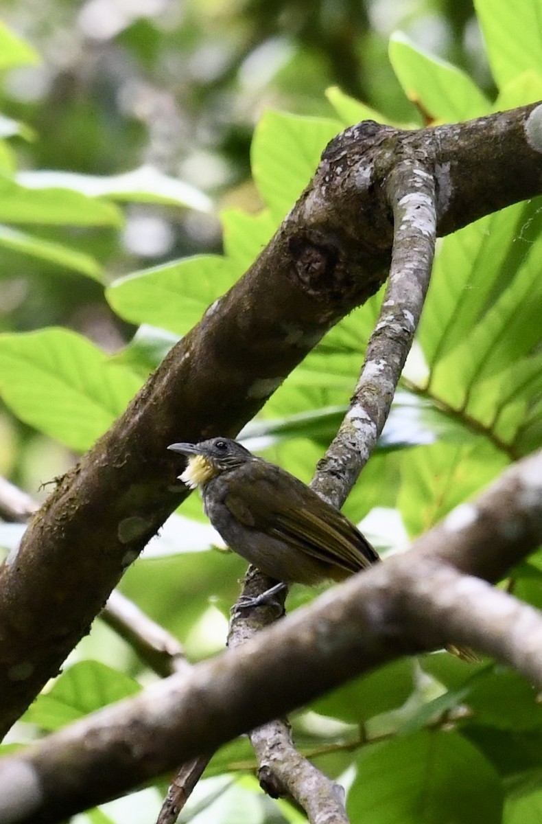 Western Bearded-Greenbul - ML629934470