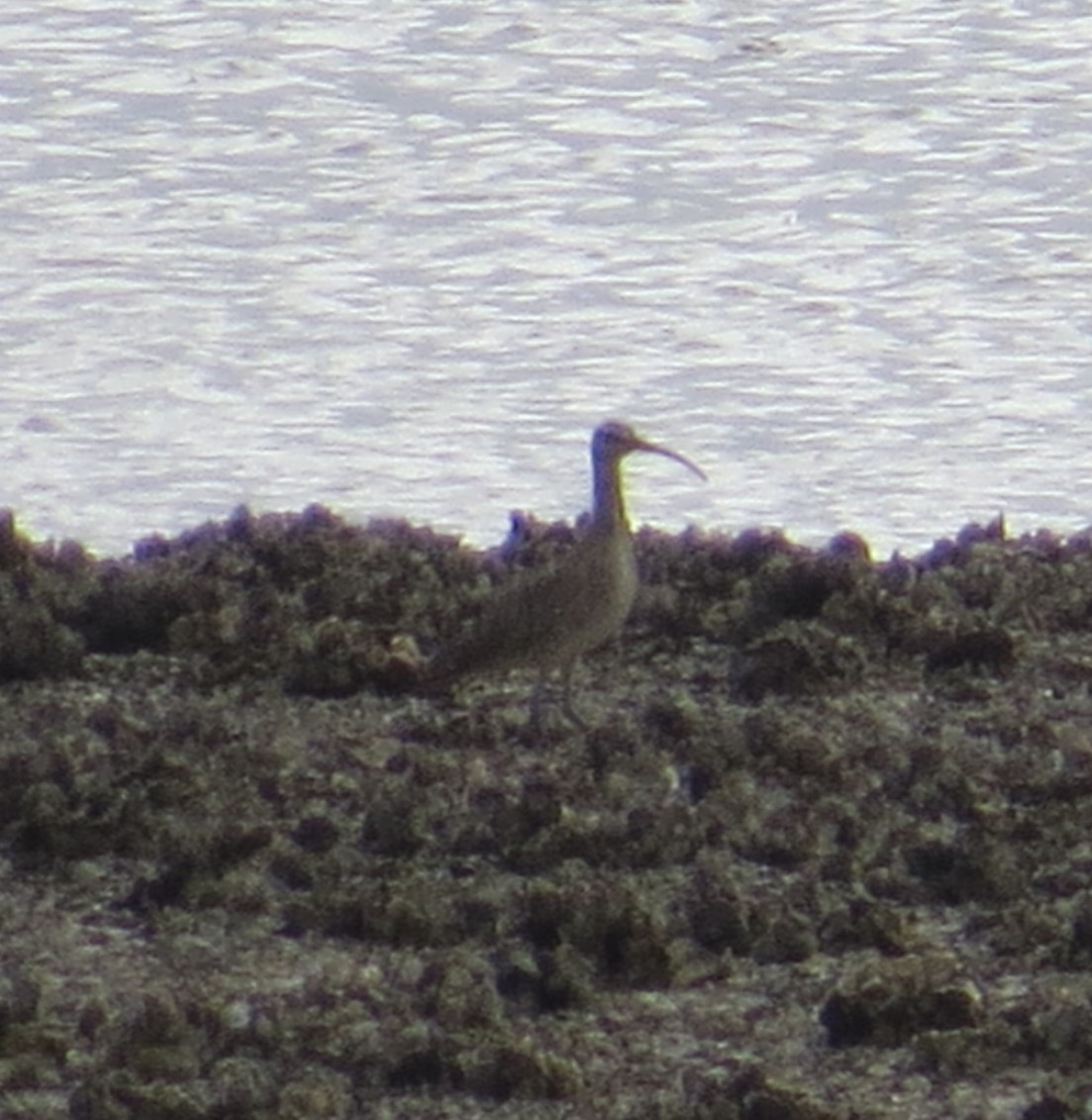Hudsonian Whimbrel - ML629934505