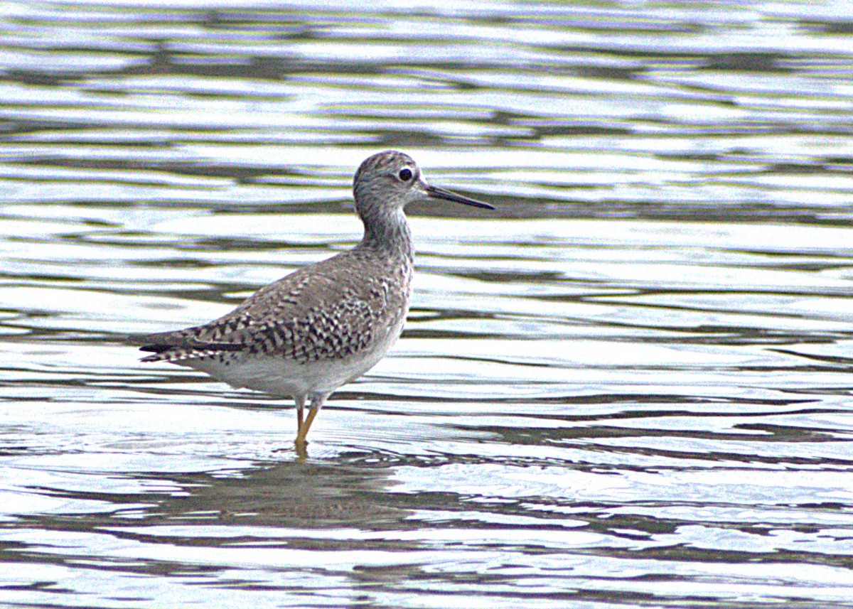 Gelbschenkel - ML629934560