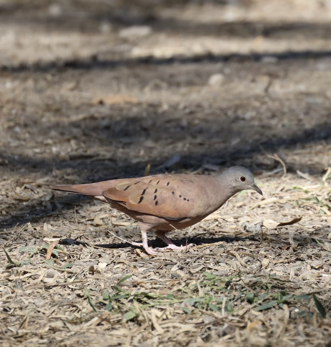 Ruddy Ground Dove - ML629934665