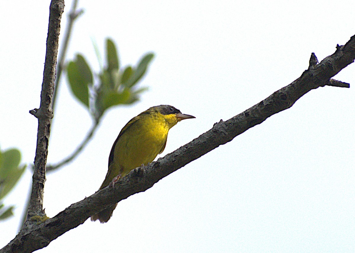 Brasiliengelbkehlchen - ML629934732