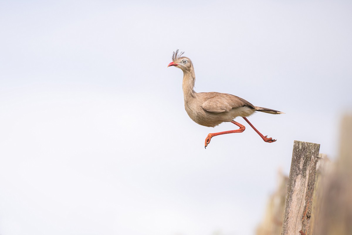 Red-legged Seriema - Mauricio  Silvera