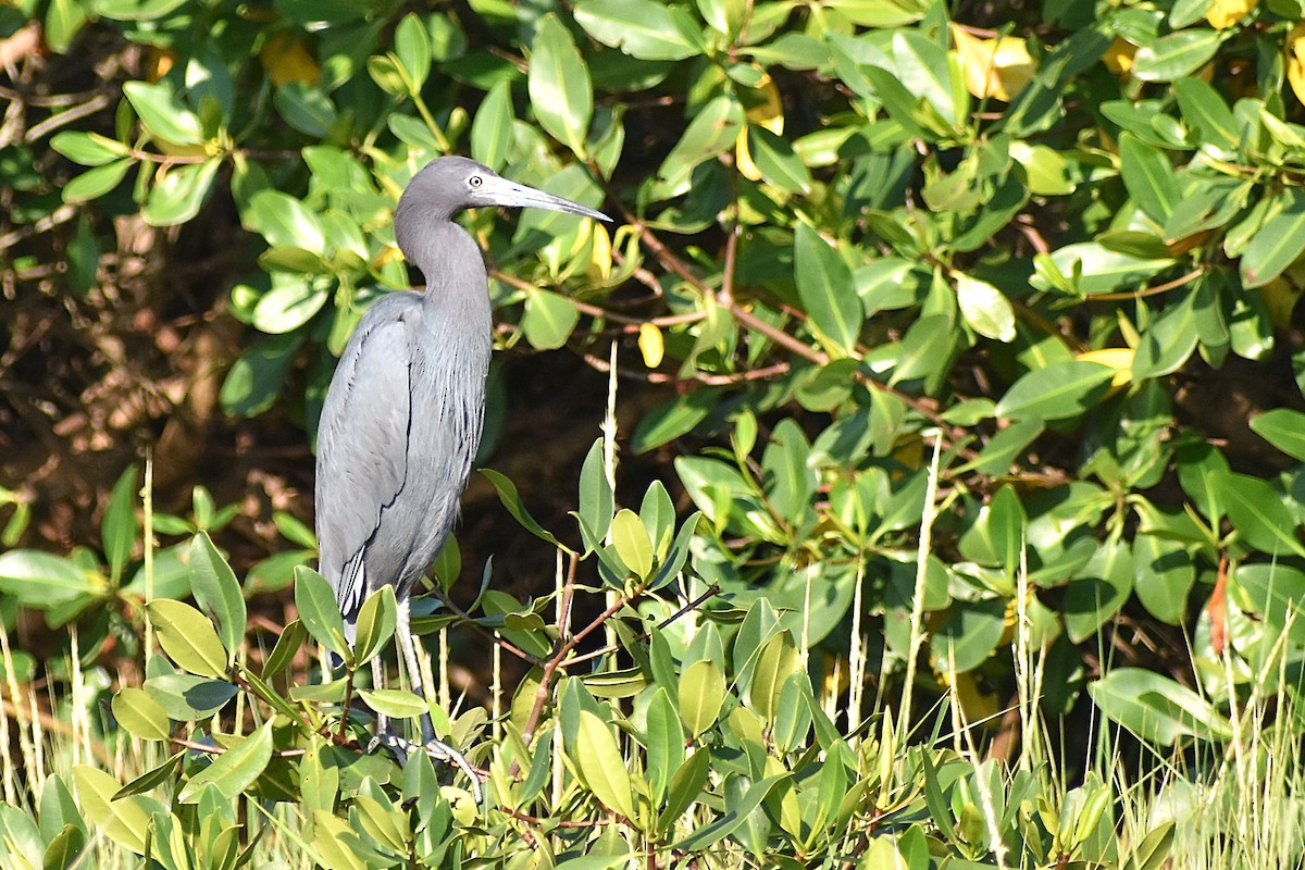 Blaureiher - ML629934954