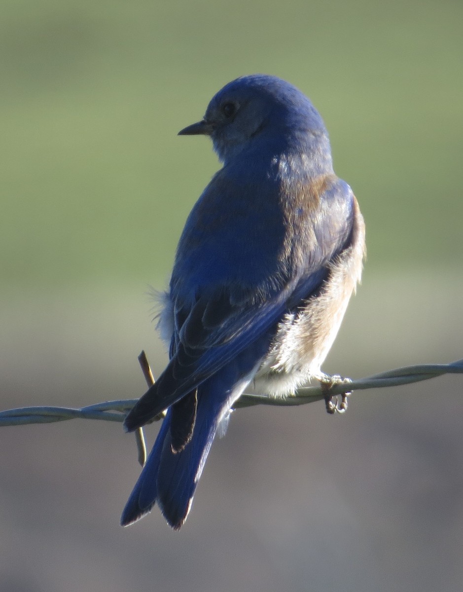 Western Bluebird - ML629934968