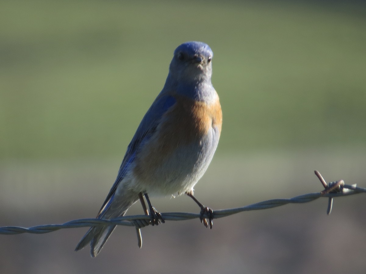 Western Bluebird - ML629934969