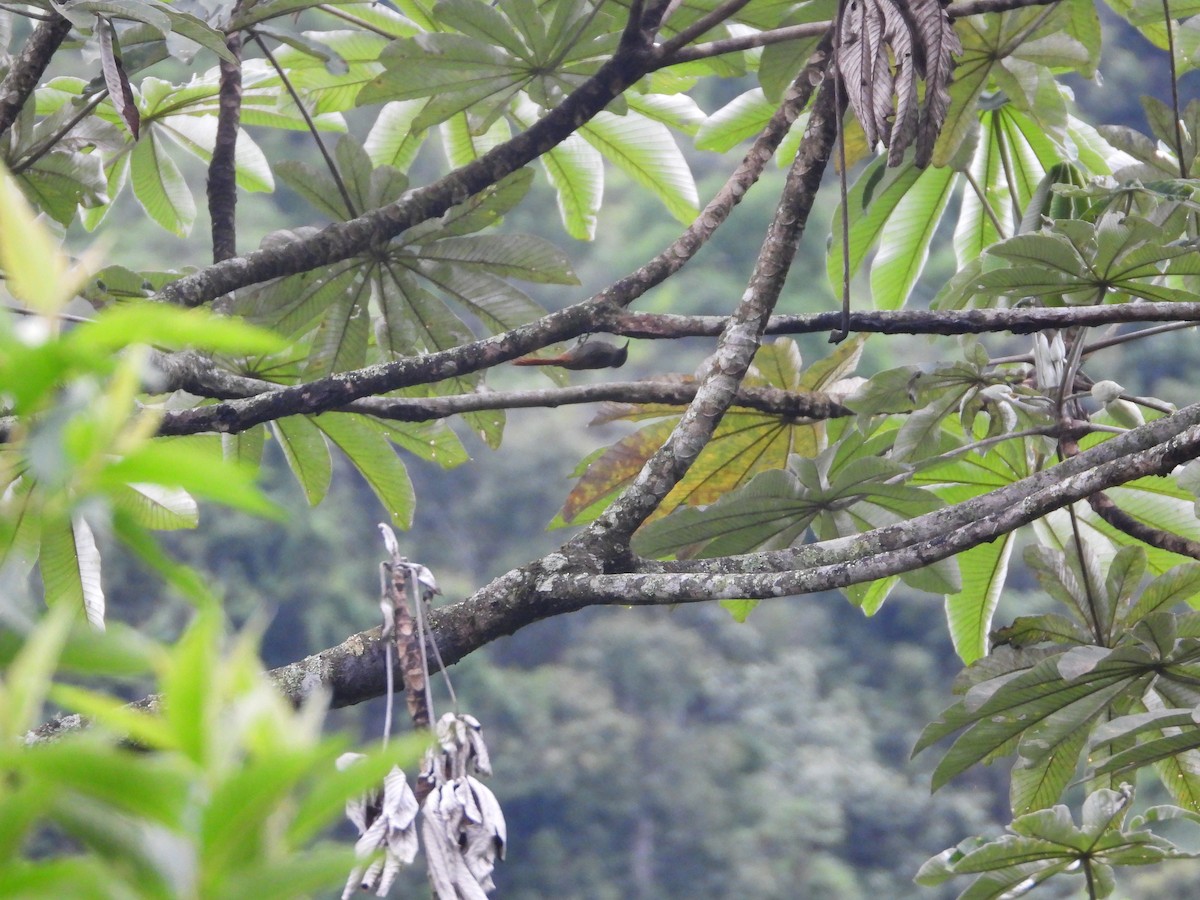 Olivaceous Woodcreeper - ML629934973