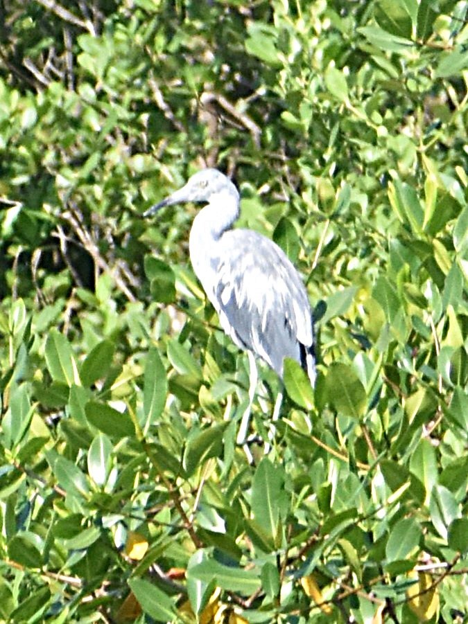 Blaureiher - ML629935029