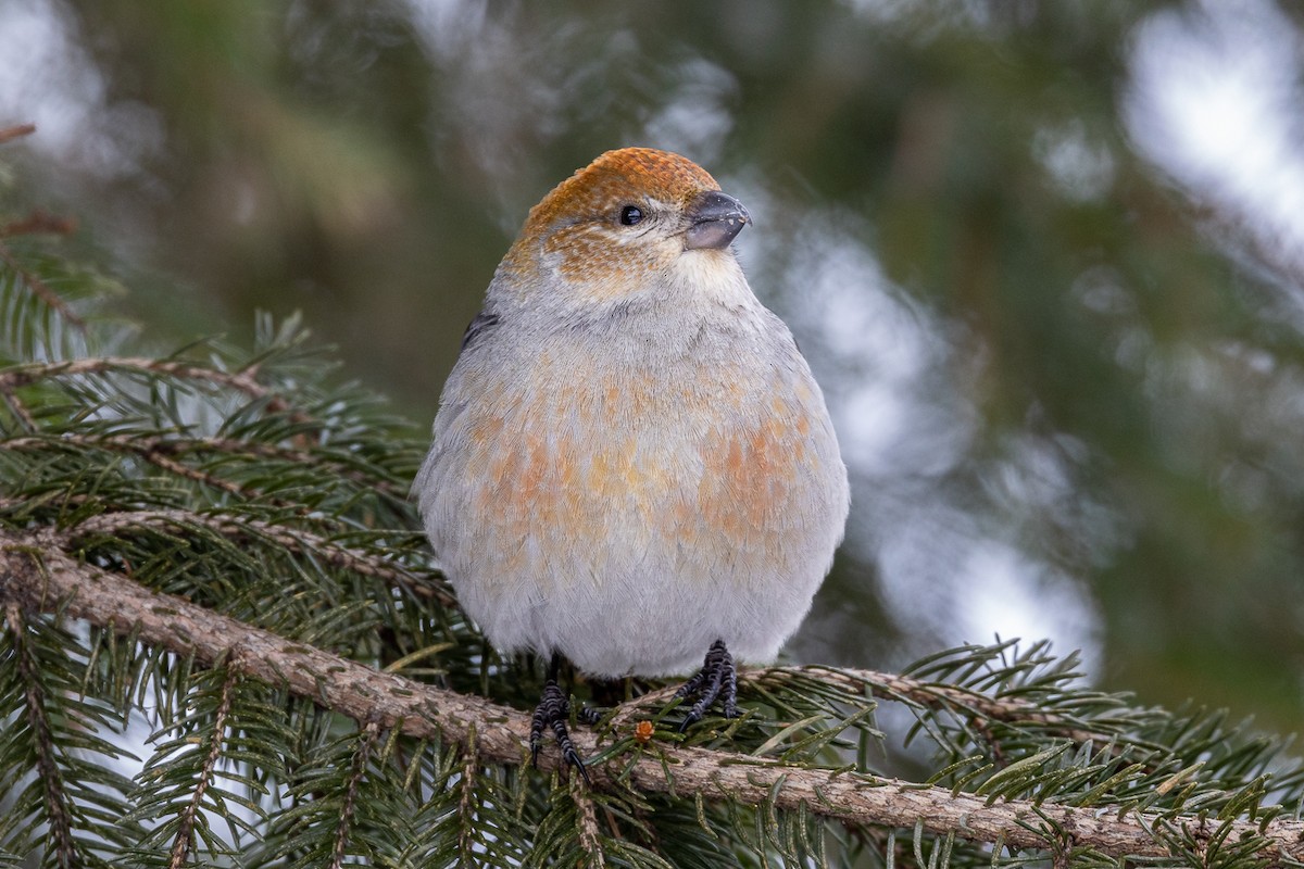 Pine Grosbeak - ML629935126