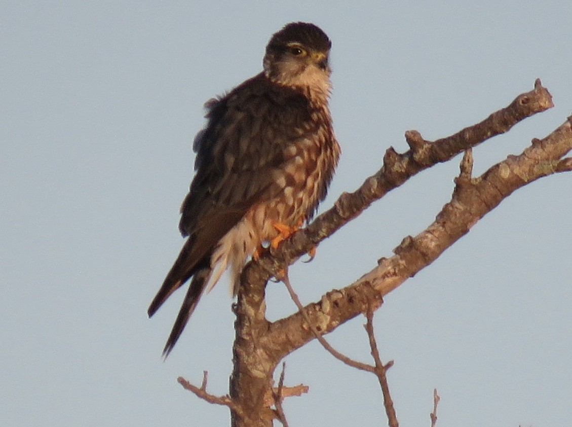 Merlin - ML629935152