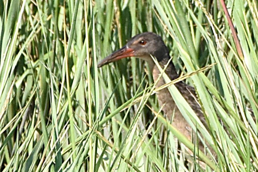 Mangroveralle - ML629935154