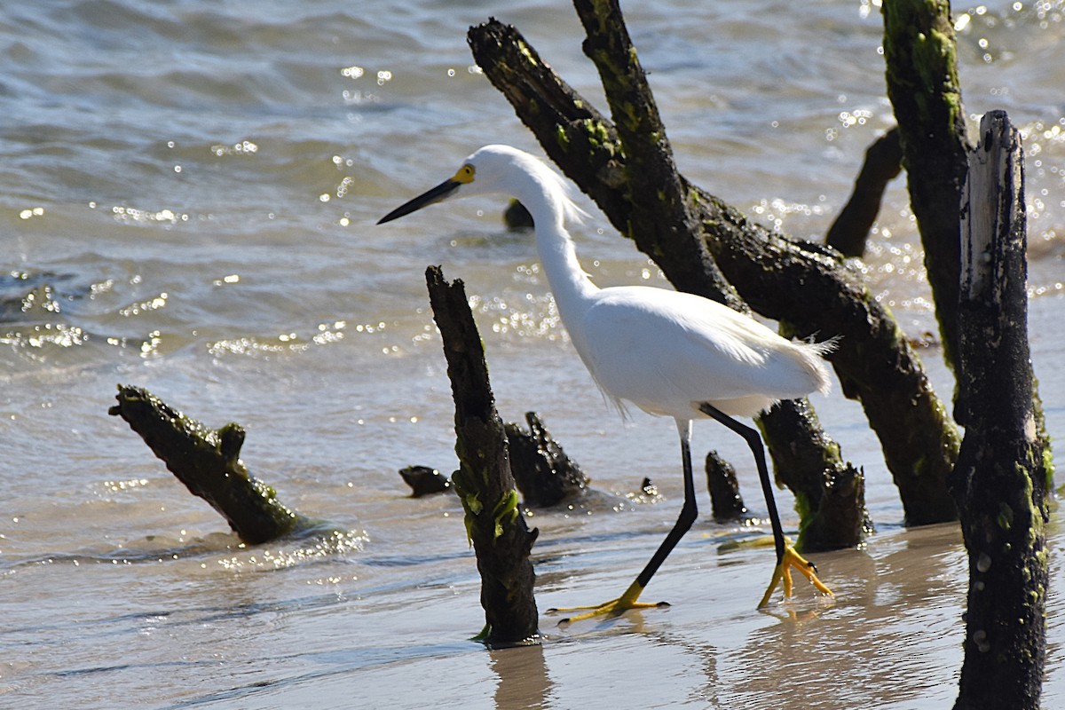 Schmuckreiher - ML629935226