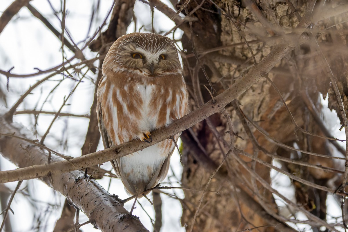 Northern Saw-whet Owl - ML629935242
