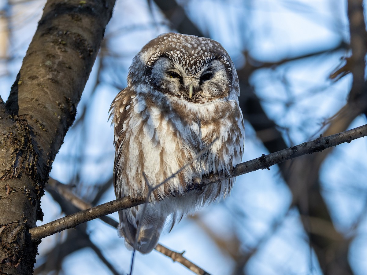 Boreal Owl - ML629935334