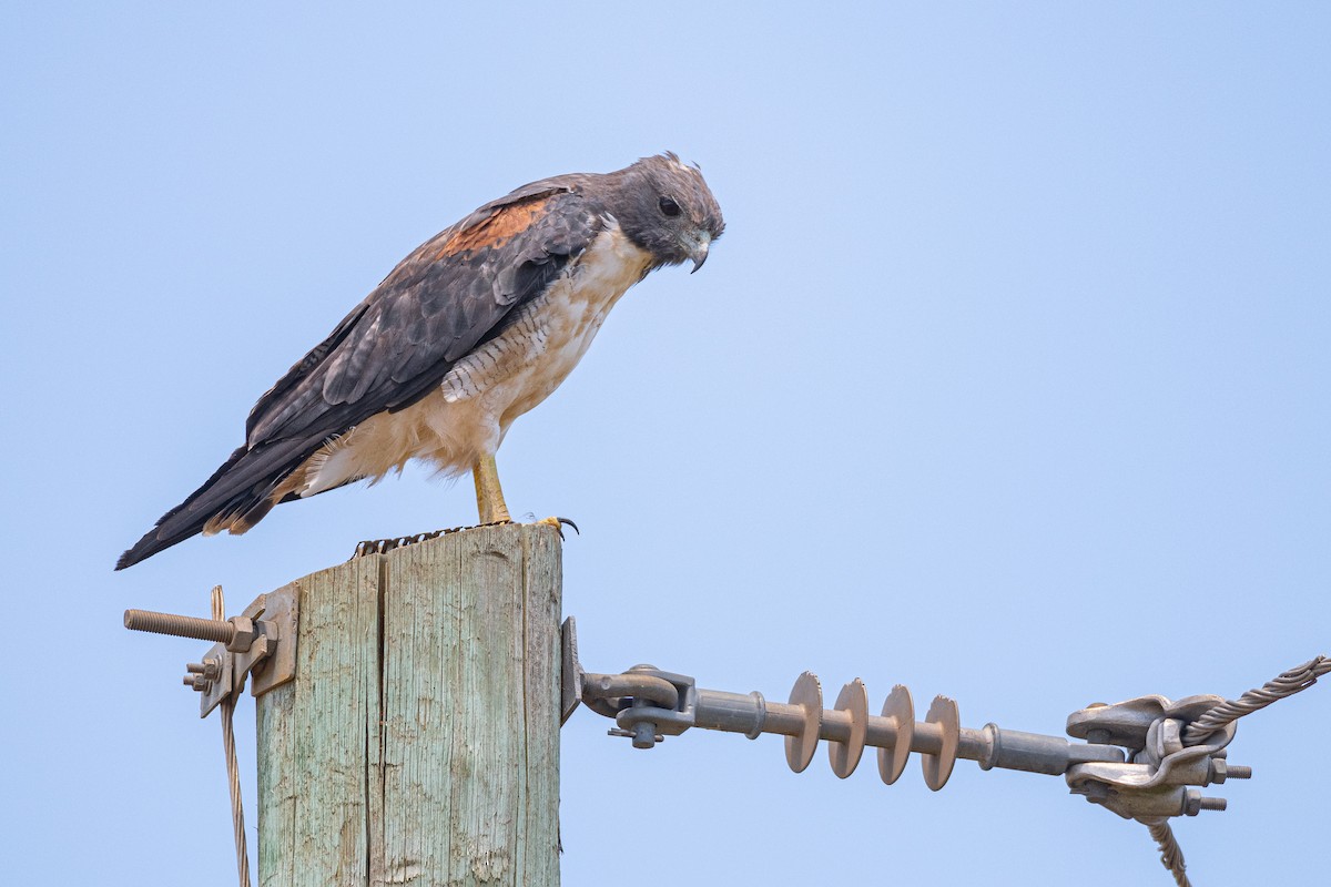 White-tailed Hawk - ML629935621