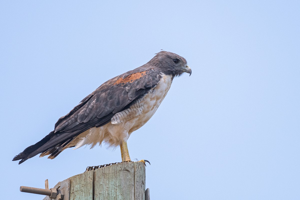 White-tailed Hawk - ML629935622