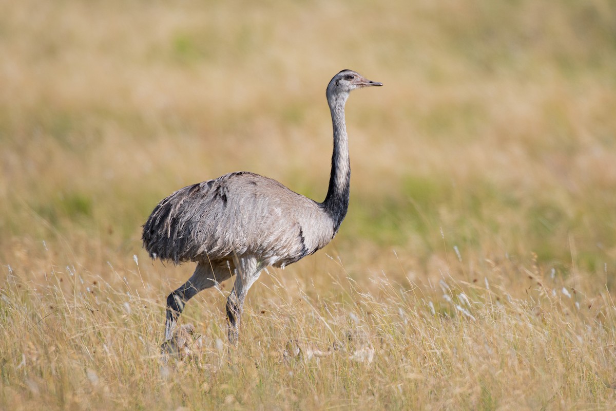 Greater Rhea - ML629935638