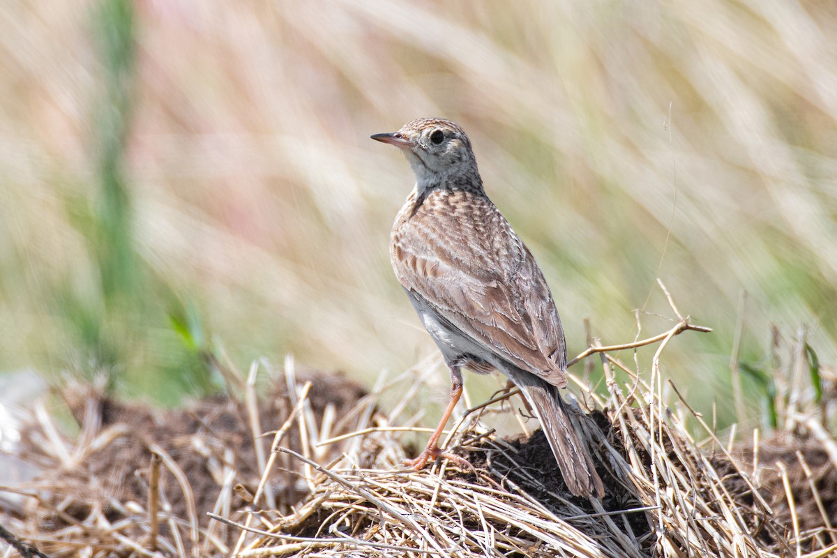 Short-billed Pipit - ML629935658