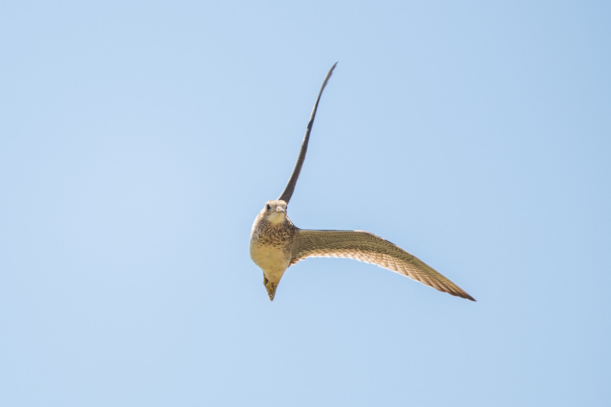 Upland Sandpiper - ML629935688