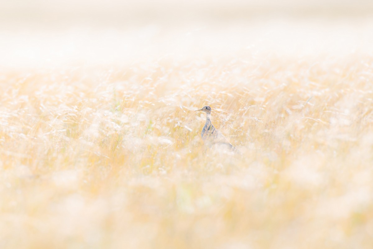 Upland Sandpiper - ML629935689
