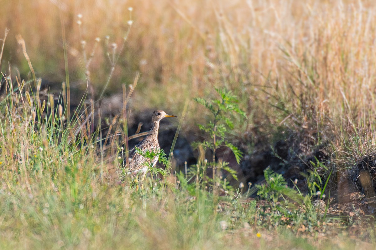 Upland Sandpiper - ML629935690