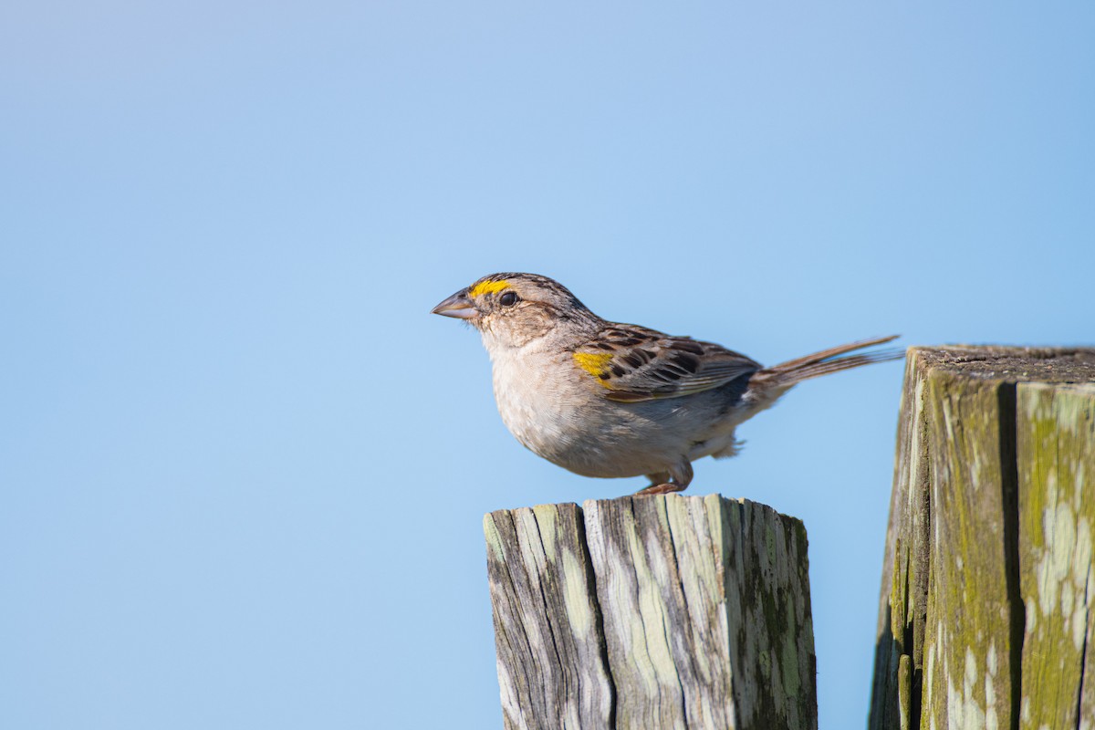 Grassland Sparrow - ML629935707