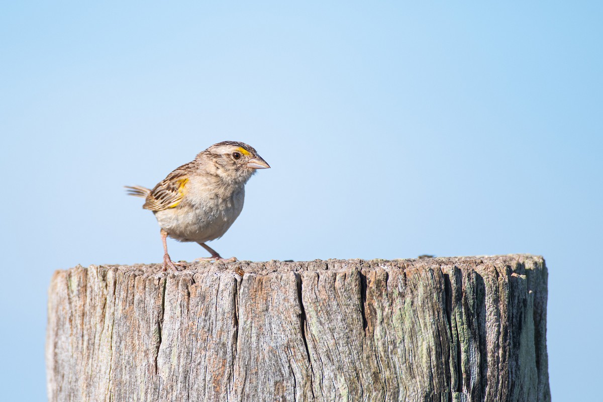 Grassland Sparrow - ML629935708