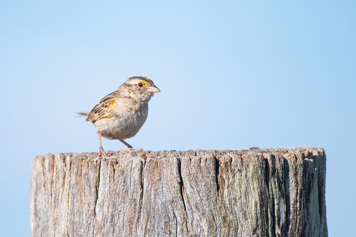 Grassland Sparrow - ML629935709