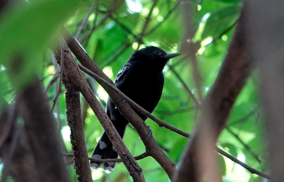Rio Branco Antbird - ML629935766