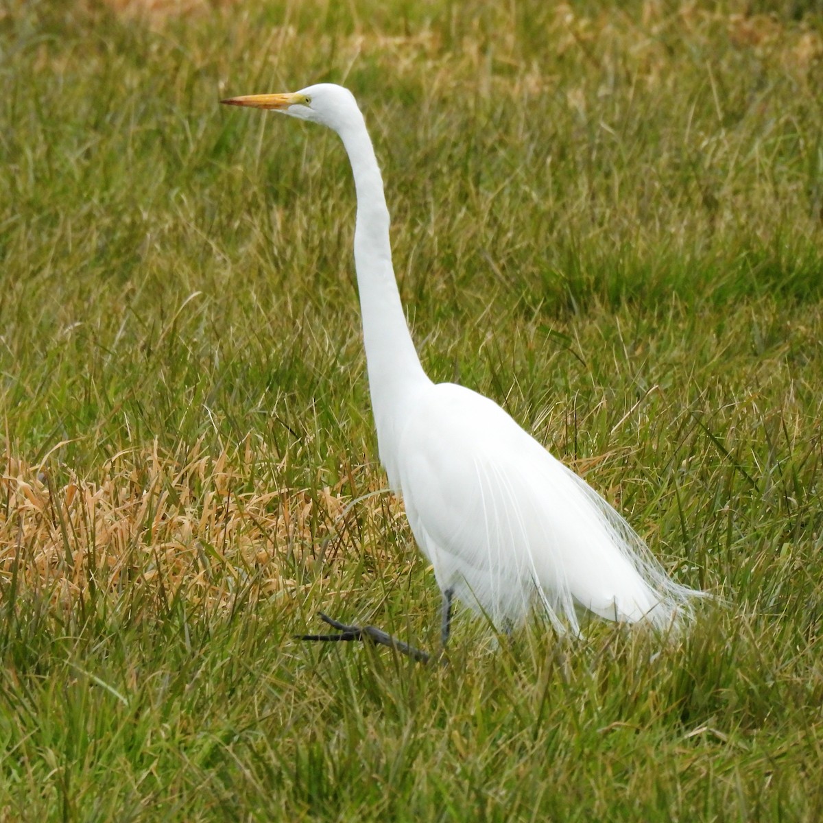 Great Egret - ML629935858