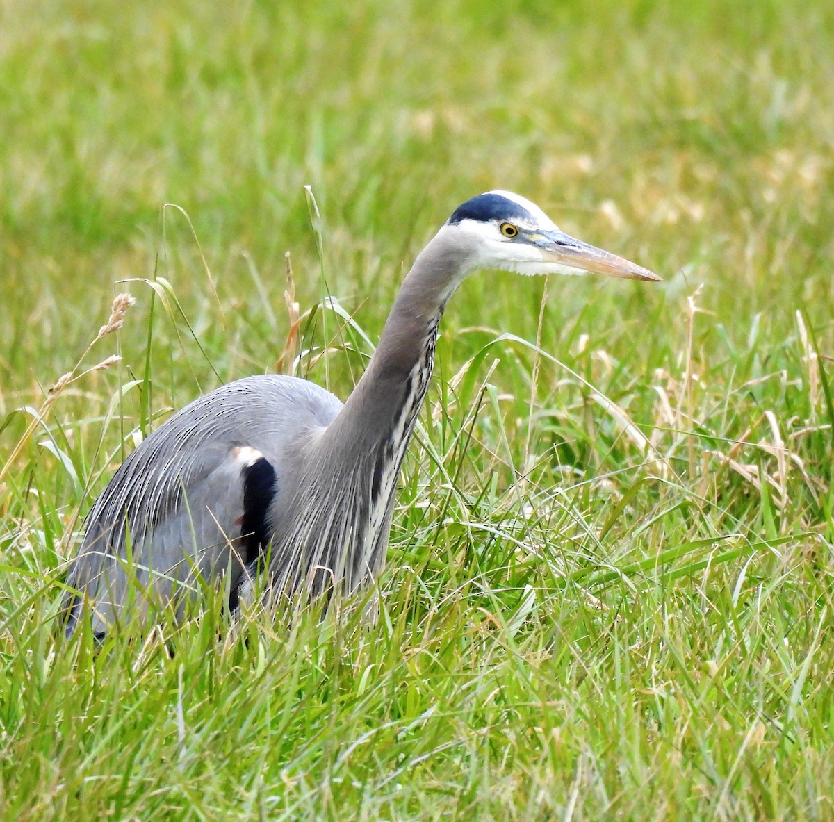 Great Blue Heron - ML629935872