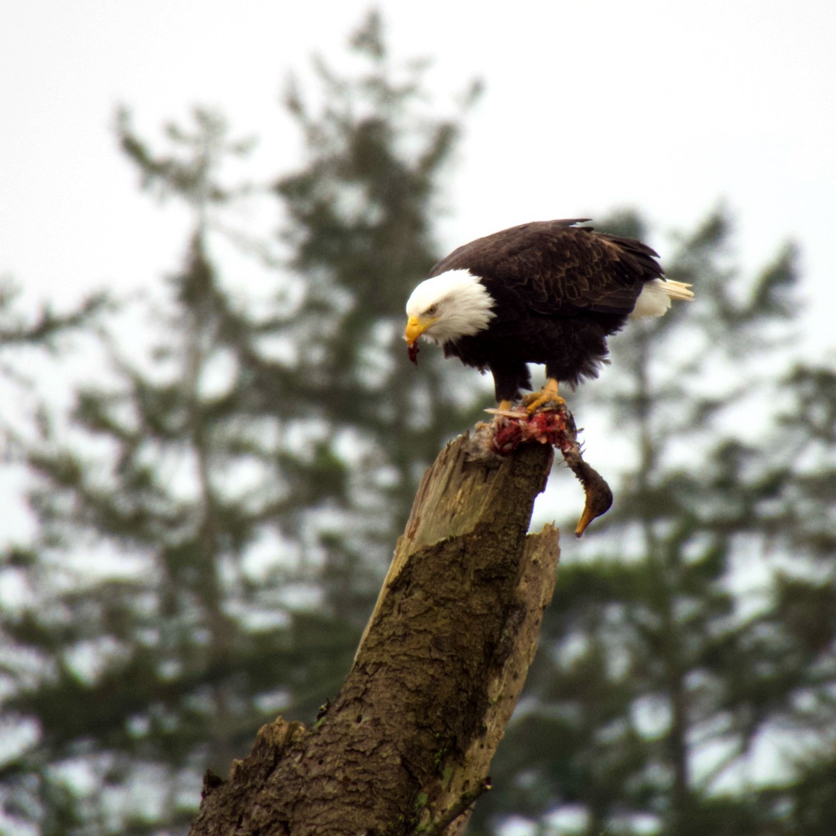 Bald Eagle - ML629935873