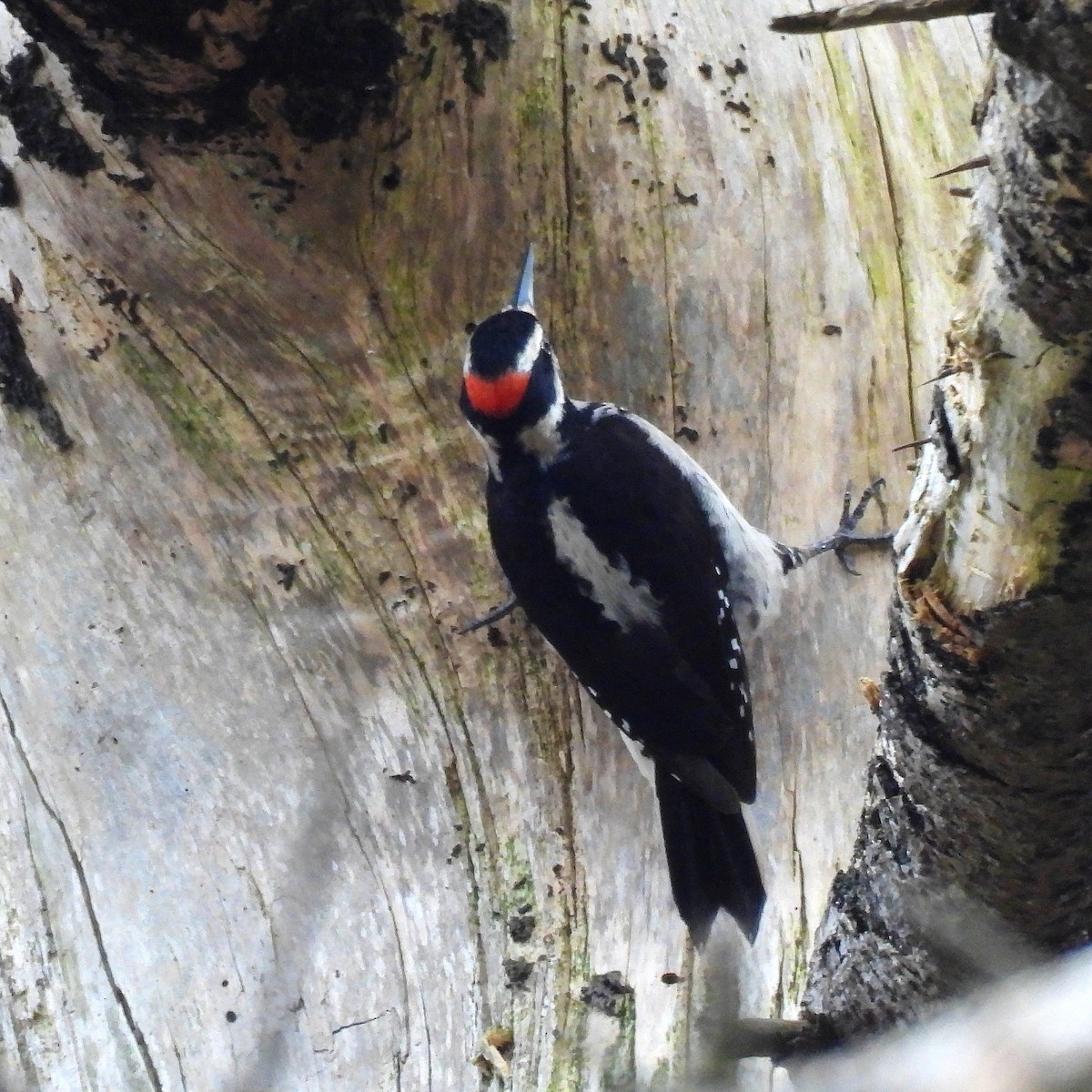 Hairy Woodpecker - ML629935883