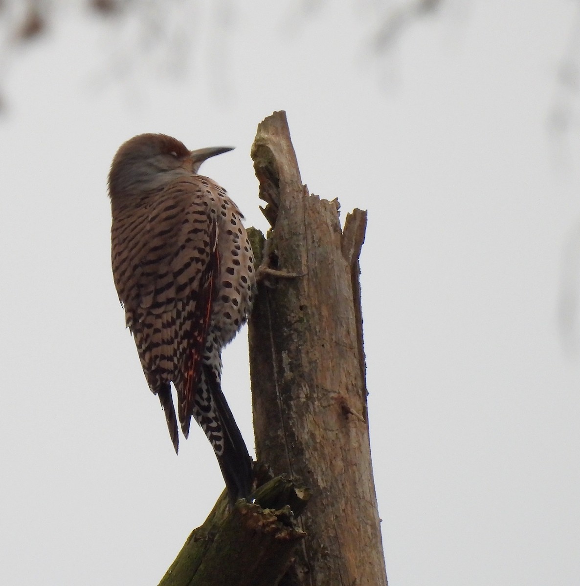 Northern Flicker - ML629935889