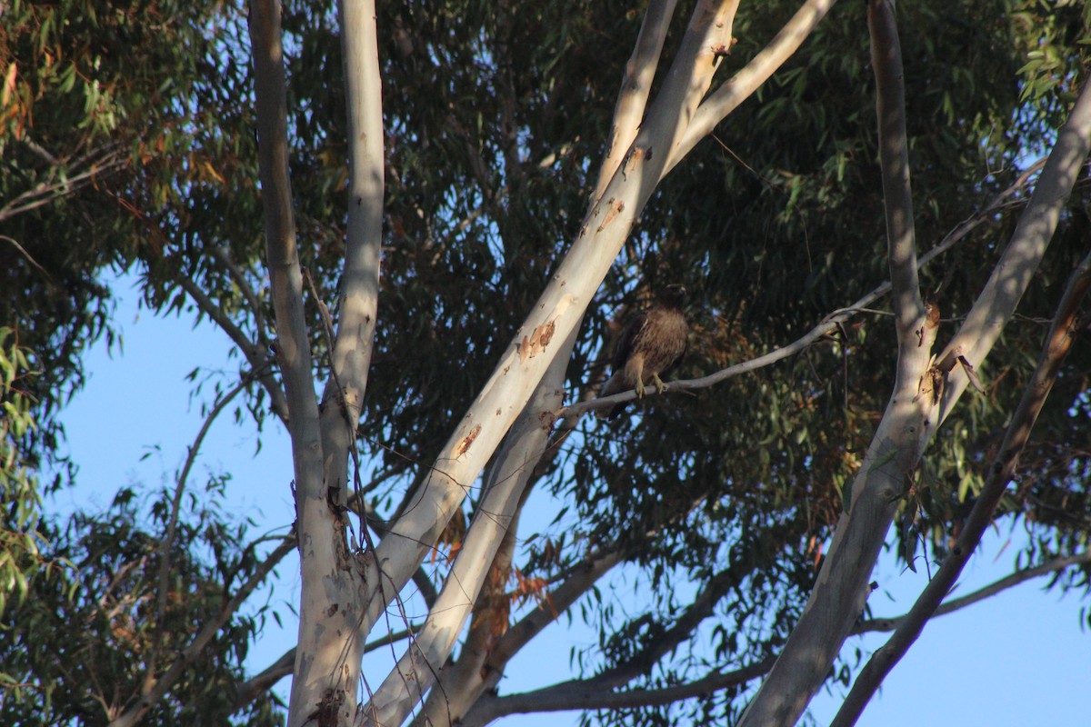 káně rudochvostá - ML629936461