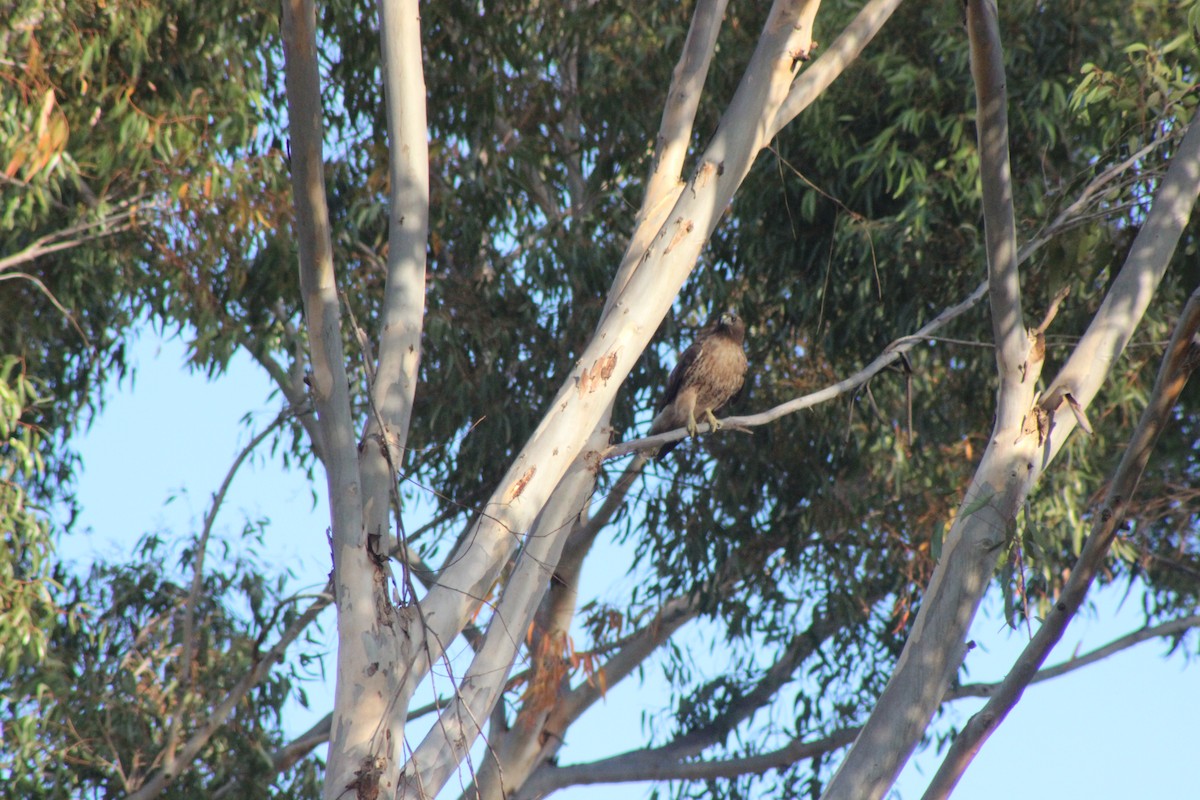 káně rudochvostá - ML629936462